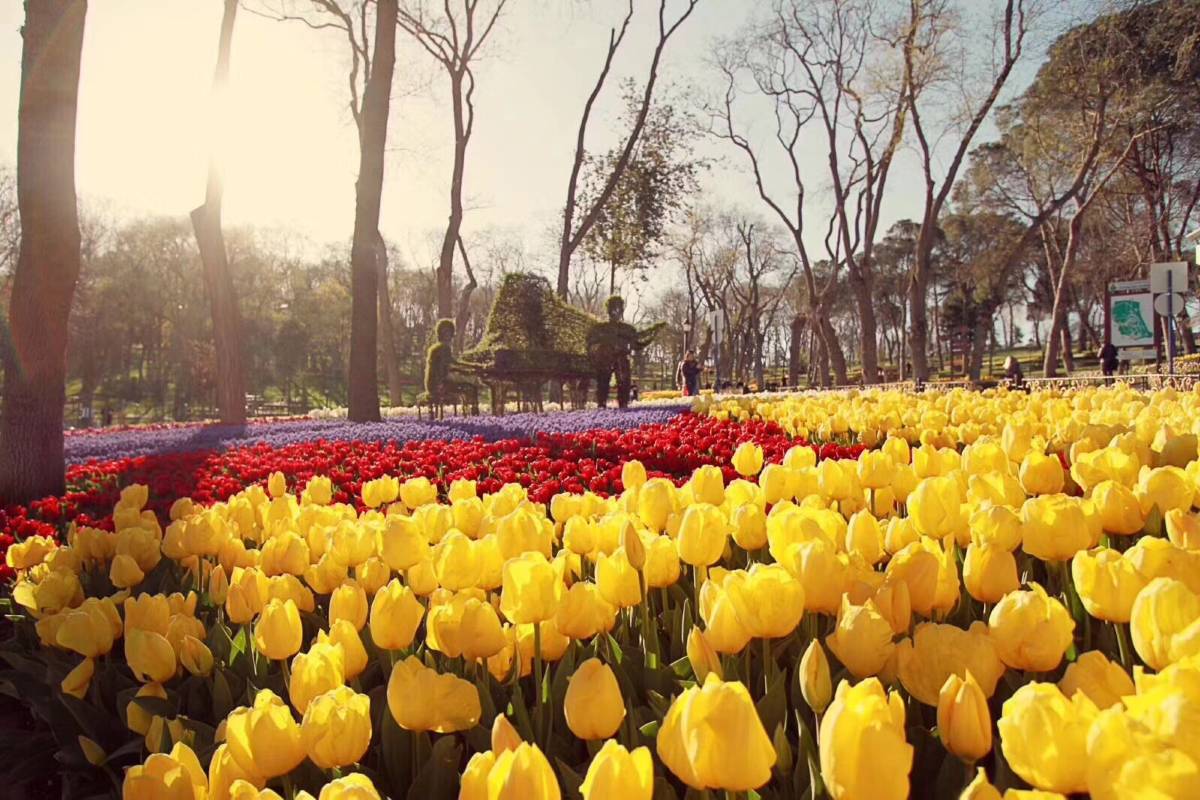 Istanbul Tulip Festival