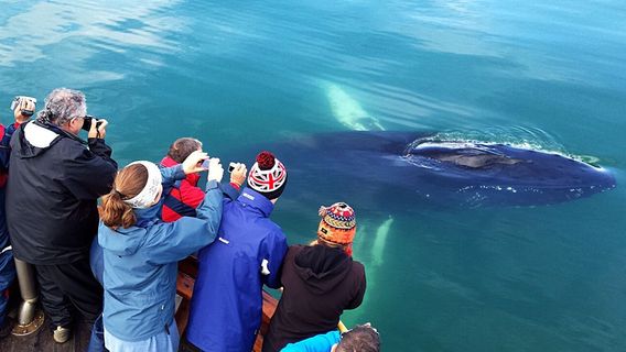Whale Watching Hauganes