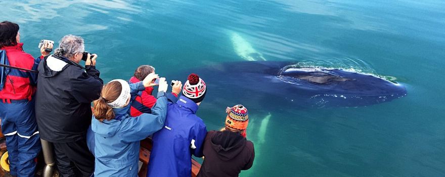 Whale Watching Hauganes