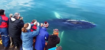 Whale Watching Hauganes