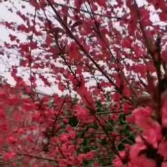 龙源湖植物园都市农庄 User Photo