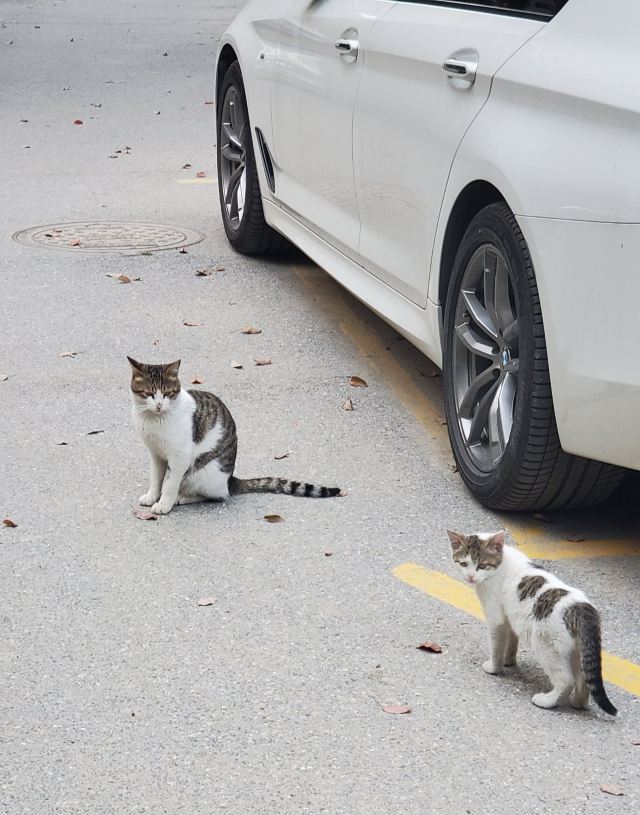딩아오자이