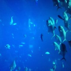 Ocean Restaurant User Photo
