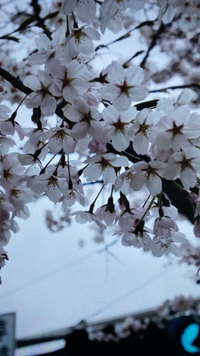 벚꽃 거리