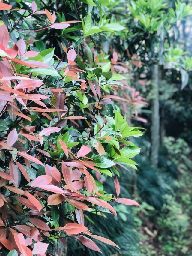 메이펑다오