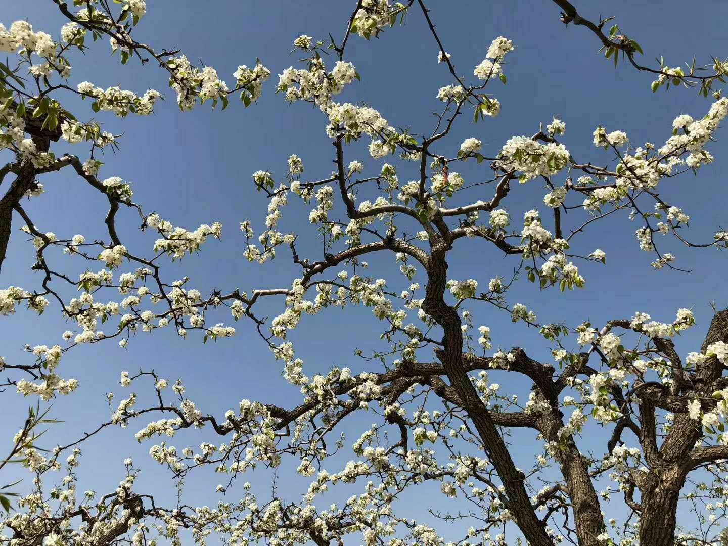 Lihua Manor Attraction Reviews Lihua Manor Tickets Lihua Manor Discounts Lihua Manor Transportation Address Opening Hours Attractions Hotels And Food Near Lihua Manor Trip Com