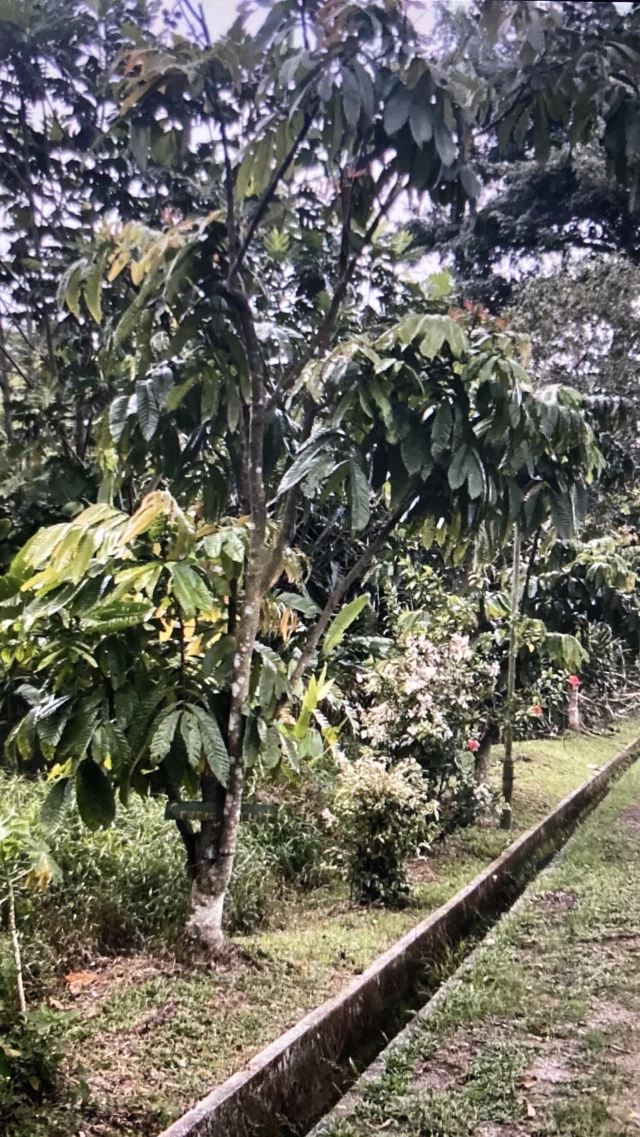Kranji Farm