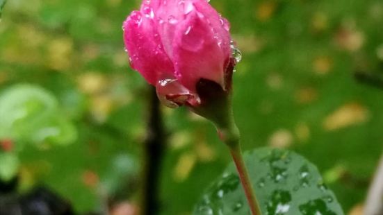 谷雨时节这个季节去公园肯定可以拍到很多花草了，因为现在刚好是