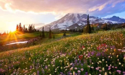 Mount Rainier National Park