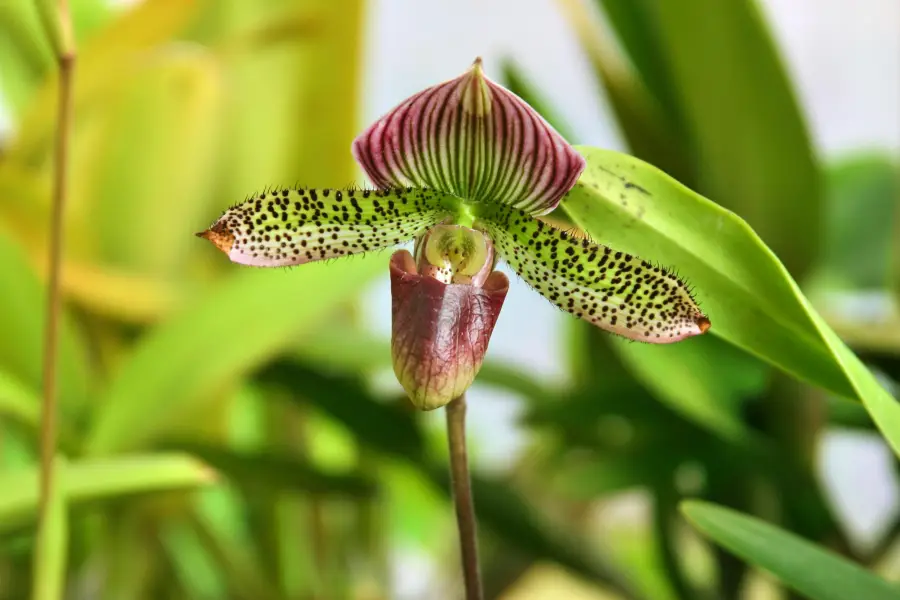 佛蘭克林植物園