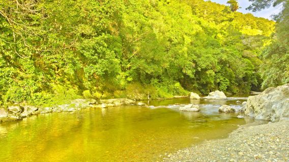 Recorrido por la región vinícola y la costa de Martinborough