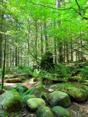 Lynn Canyon Park