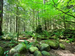 Lynn Canyon Park