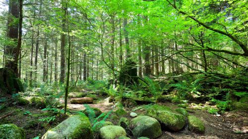 Lynn Canyon Park