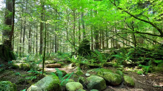 Lynn Canyon Park