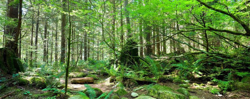 Lynn Canyon Park