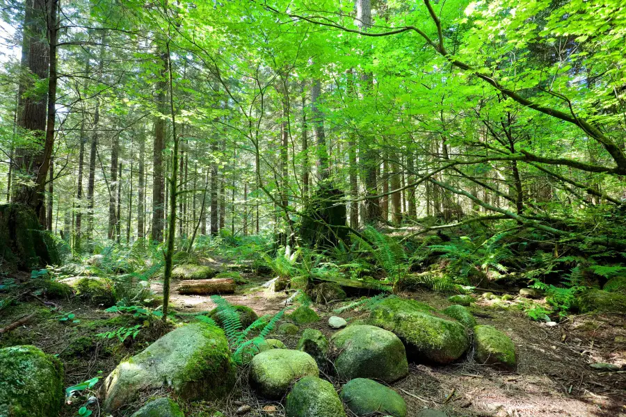 Lynn Canyon Park