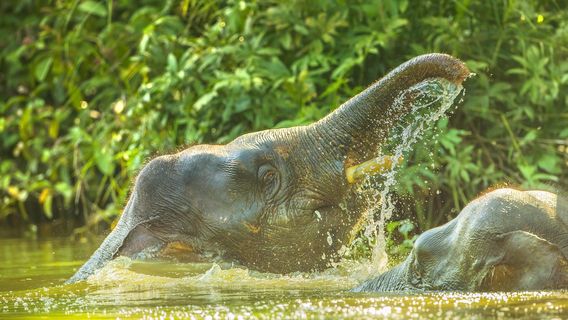 Tabin Wildlife Reserve