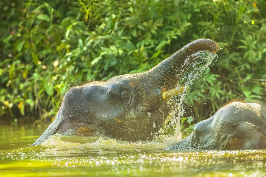 Tabin Wildlife Resort