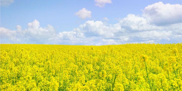 Sunny Stone Yishui Flower Town