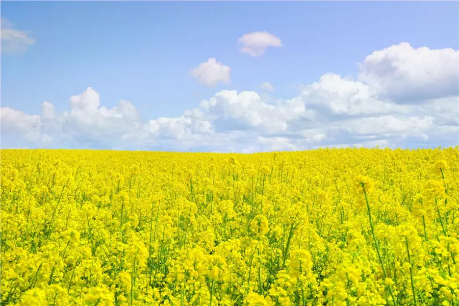 Sunny Stone Yishui Flower Town