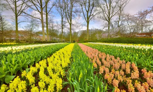 Hortus Botanicus