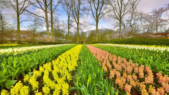 Hortus Botanicus Amsterdam