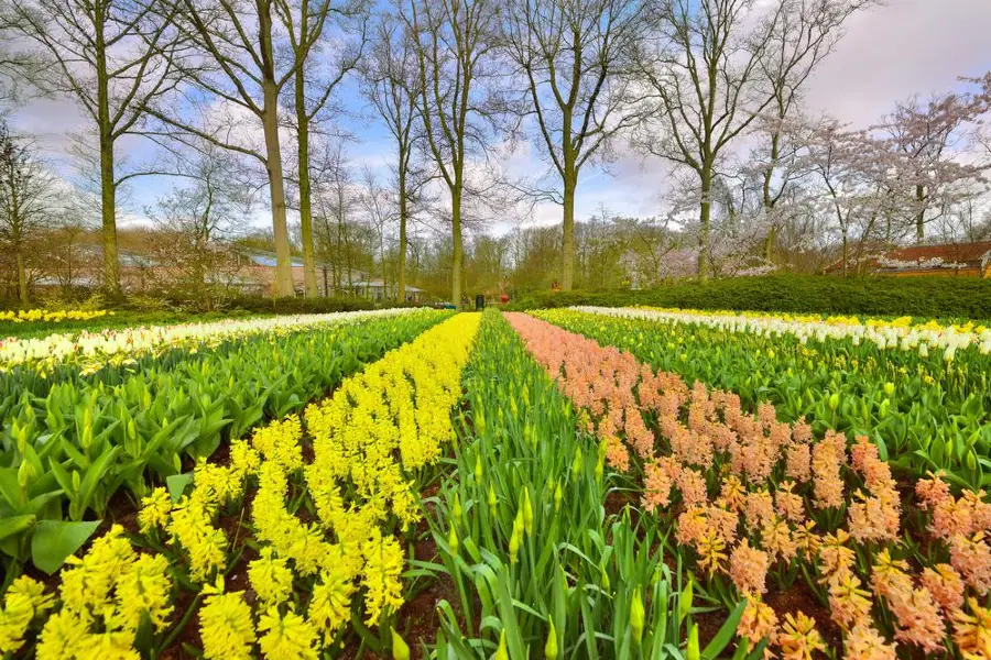 Jardin botanique d'Amsterdam