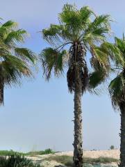 Saadiyat Public Beach