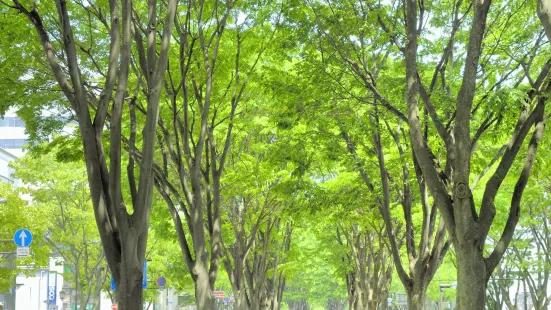 Jozenji-dori Avenue