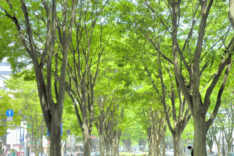 Jozenji-dori Avenue