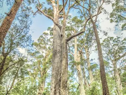 Valley of the Giants Tree Top Walk