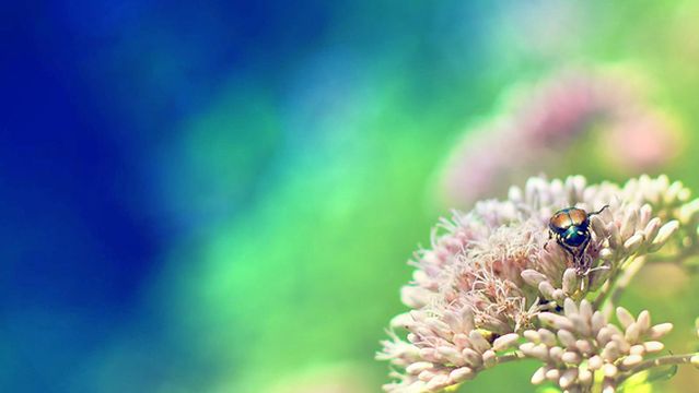 Cornell Botanic Gardens