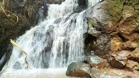Karura Forest attraction in 奈洛比