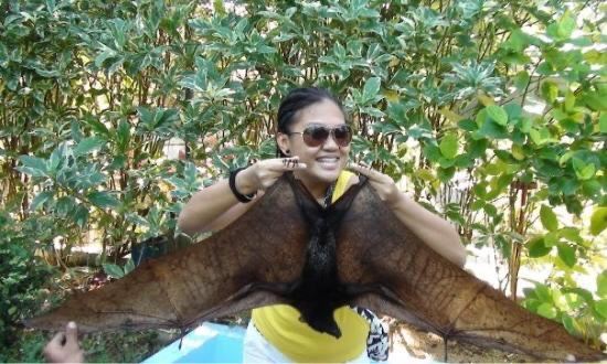 Boracay Butterfly Garden