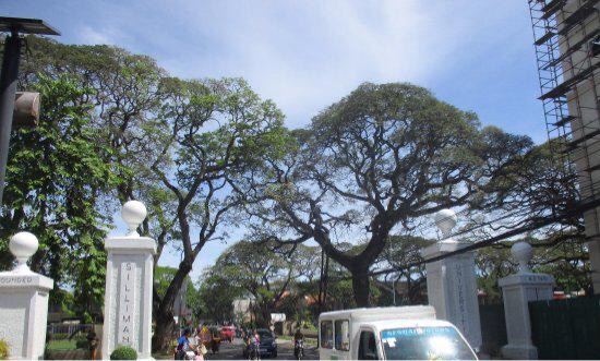 Silliman University Anthropology Museum