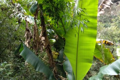 傅正刚糯米饭(金都花园店)