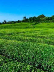 Yangxi Tea Plantation, Yinjiang County