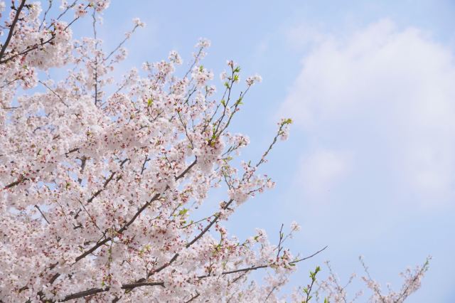 상하이 천산 식물원(상해 진산식물원)