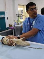 Abu Dhabi Falcon Hospital