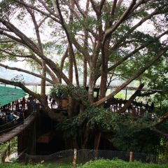 巨樹咖啡館張用戶圖片