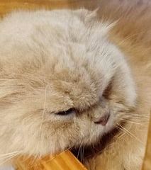 Caturday Cat Cafe User Photo