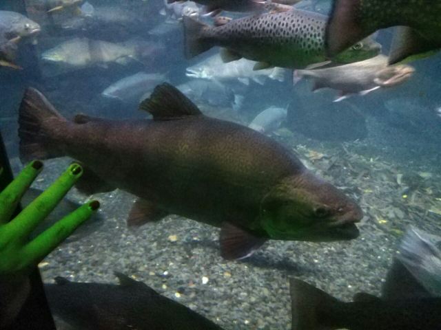 Rainbow Springs Nature Park