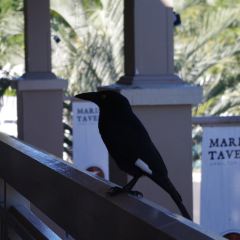Marina Tavern User Photo