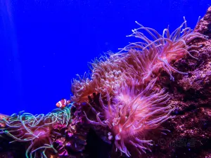 Sea Life Sydney Aquarium