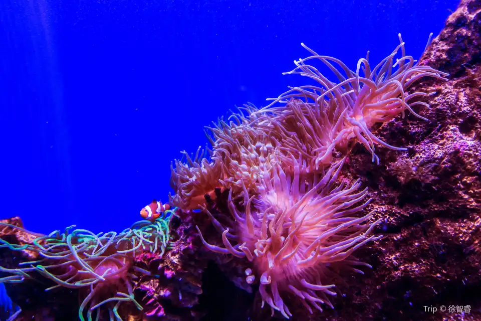 SEA LIFE Sydney Aquarium
