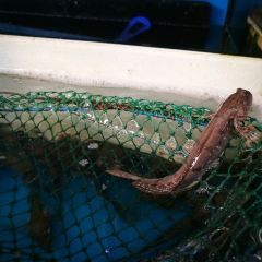 沈家门海鲜夜排档39-40号 User Photo