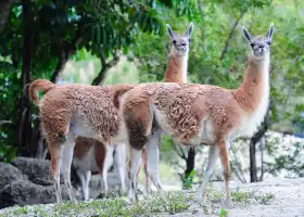 邁阿密動物園