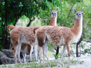 Zoo Miami