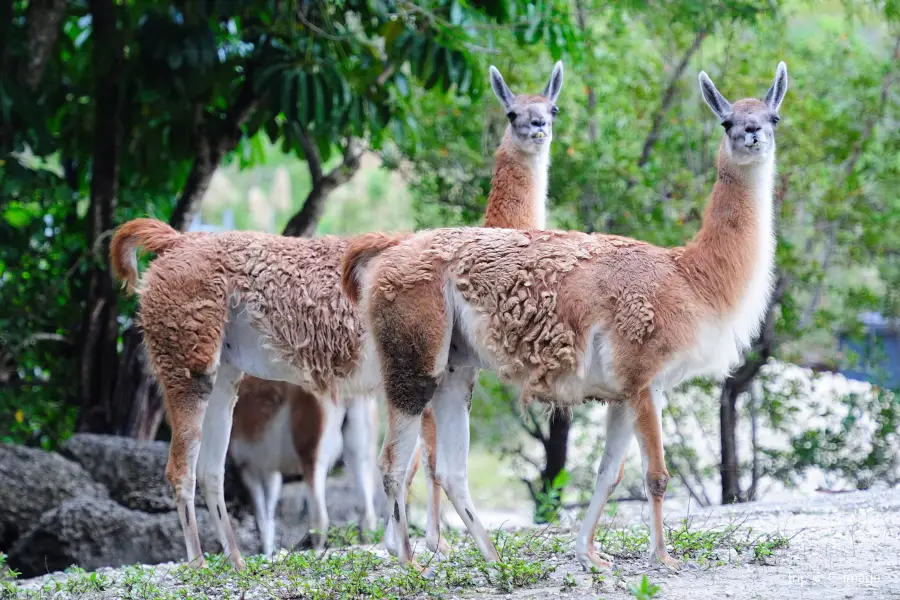 Zoológico de Miami